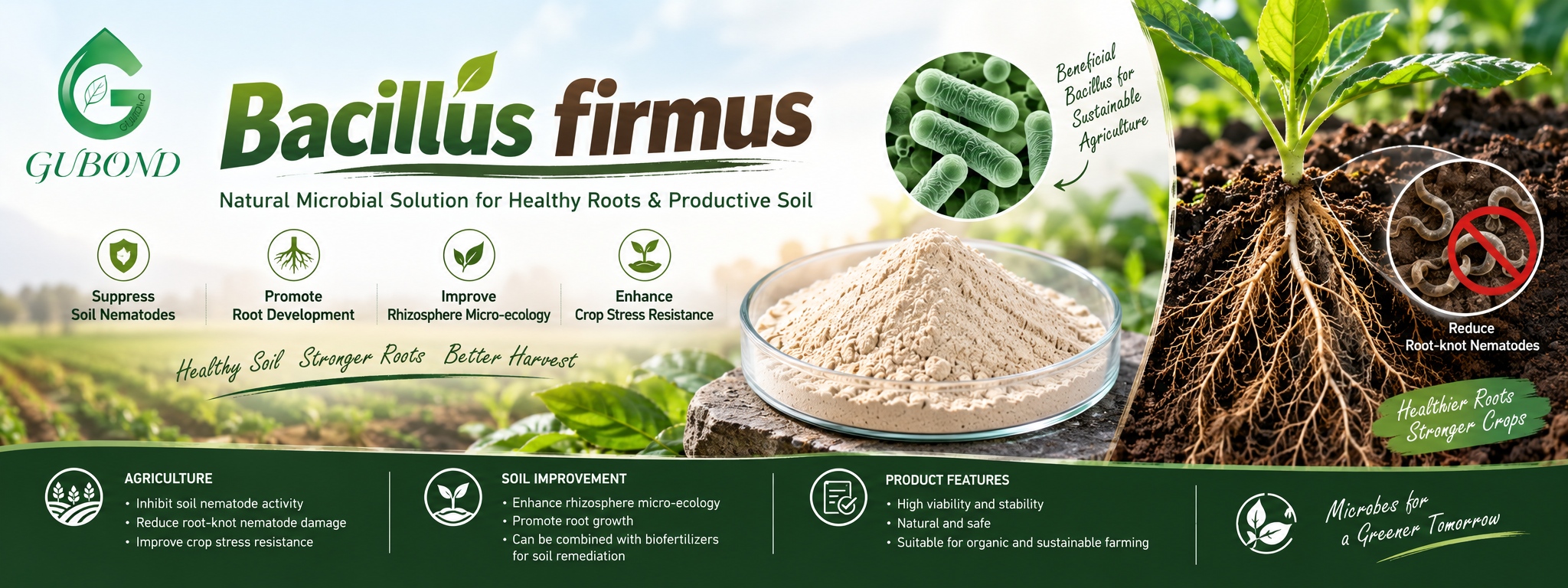 Bacillus firmus