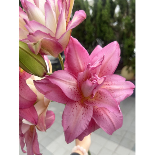 মেডুসা ডাবল ওরিয়েন্টাল লিলি