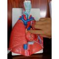 Modèle de larynx, de cœur et pulmonaire