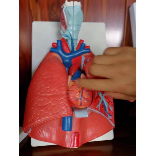Human Brain Anatomy Model Larynx, Heart and Lung Model Supplier