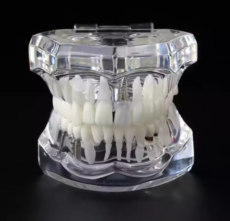 Dental Removable Demonstration for Teaching Teeth Model