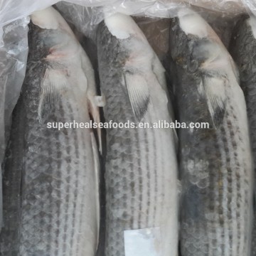 Latest Sea Fish Top Grade Gutted Mullet 1-2kg/pc