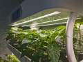 Γεωργία Μικρογρέες Aquaponics Εσωτερική κάθετη υδροπονική