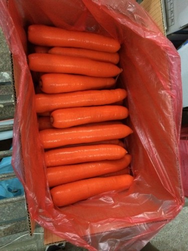 2019 новый урожай сямэнь свежая морковь