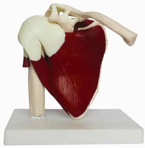 Natural big shoulder joint model