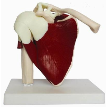 Natural big shoulder joint model