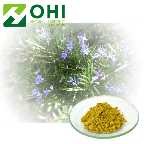 Rosemary Leaf Extract Carnosic zuur poeder