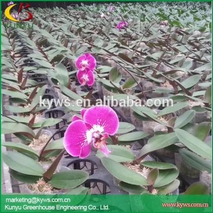 Hot sale moth orchid Taiwan orchid pot dendrobiums for sale