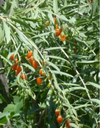Organic Nutrious Goji Tea