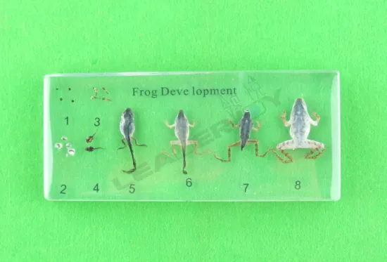 Montessori baby educational toy of specimen frog development