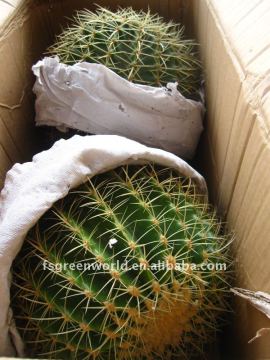 Echinocactus grusonii cactus plants