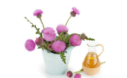 OEM Service Silymarin Capsules 40% Silymarin powder capsules