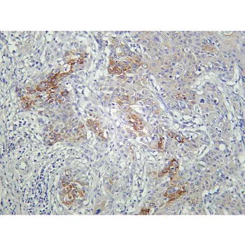 Anti-AMPKα1 Rabbit Monoclonal Antibody