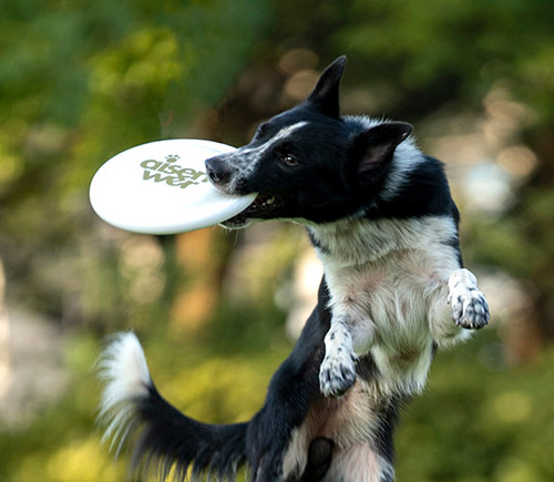 Rubber Dog Toys: A Great Aid for Cleaning Your Dog's Teeth