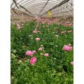 বিবাহের তোড়া জন্য তাজা কাটা গোলাপী Ranunculus ফুল