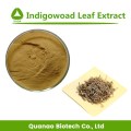 Indigowoad Leaf Extract Powder Folium Isatidis P.E. 10:1