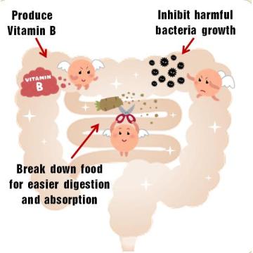 XOS oligosaccharide prebiotics繊維ハーブ成分