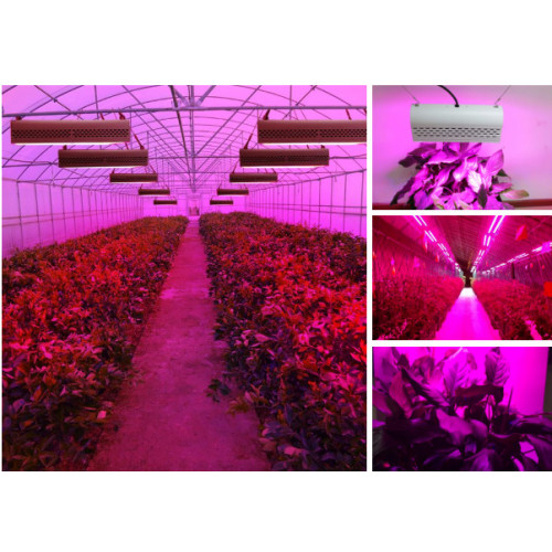 Best Full Spectrum 300W LED Grow Light