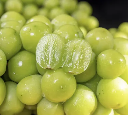 Premium Shine Muscat Grapes Fresh Harvested