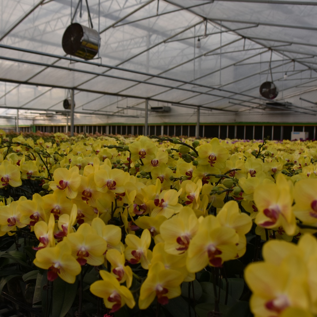 greenhouse_film (37)