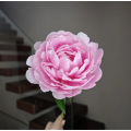রোমান্টিক গোলাপী রাজকুমারী Peony