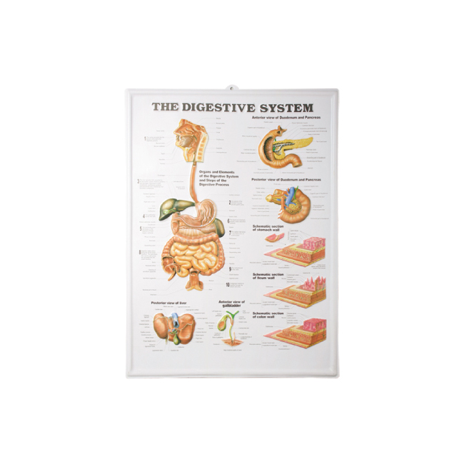 3d Chart For The Digestive System: Detailed Visualization, High Quality ...