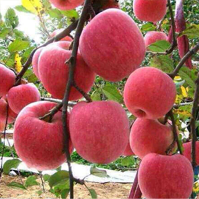 Organic Red Fuji Apples