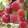 Ningxia New Fresh Fruit Organisch Rood Fuji Apple