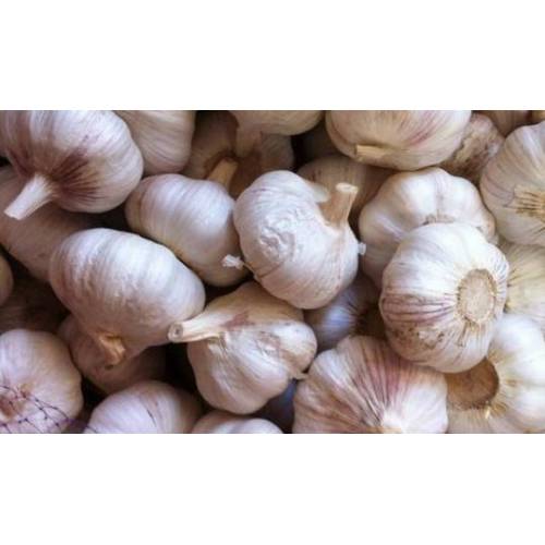 Natural Fresh Vegetables of Pure White Garlic