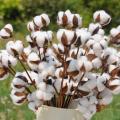 10Pcs Naturally Dried Cotton Flower Artificial Plants Floral Short Branch For Wedding Party Decoration Fake Flowers Home Decor