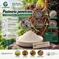 مسحوق الميكروبات Pasteuria penetrans لإدارة الديدان الخيطية البيولوجية