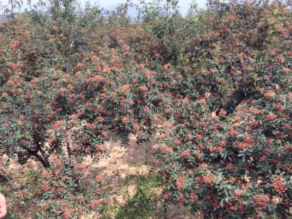 Chinese prickly ash/sichuan pepper