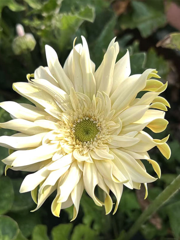 Shangri-La Gerbera