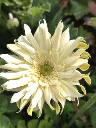 Shangri-La Gerbera roll edge