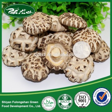 Wholesale Cheap Dried Shiitake Mushroom Export Price