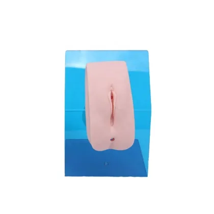 DARHMMY Advanced Medical PVC Model for Female Urethral Catheterization Training