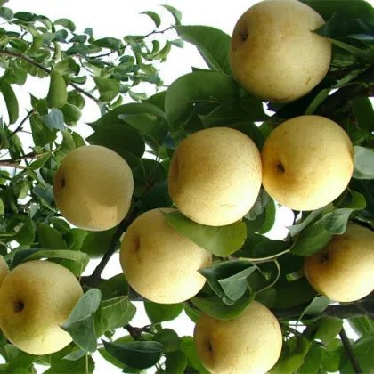 Delicious Fresh Tasty Gold Golden Pear