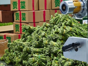 Großhandel mit getrocknetem Gong Cai