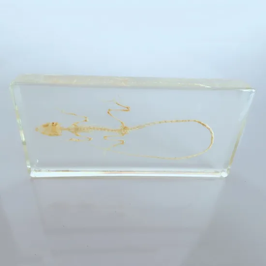 Lizard Skeleton Embedded Specimen Resin Animal Bone Models Biological Anatomy Teaching Aids Resin Handicraft Toy
