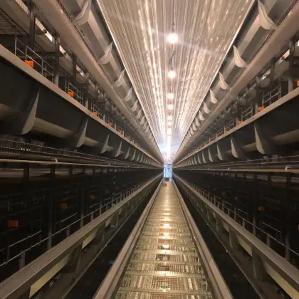 chicken cage system for chicken farm