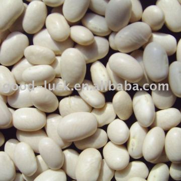 2010 crop japanese white kidney beans