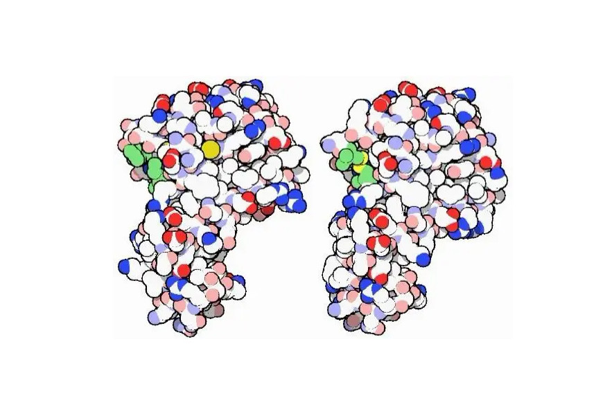 Lysozyme enzyme