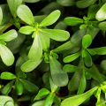 Efeito anti-inflamatório 10: 1 Extrato de Purslane