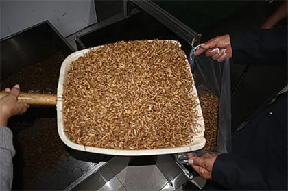 Chicken Wild Birds And Fish Dried Mealworms