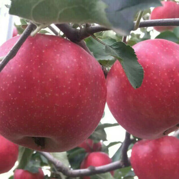 Ningxia xianglu rico rojo Fuji nutrición manzana