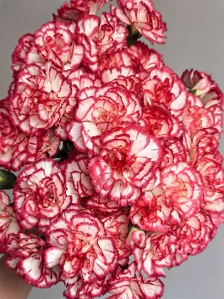 Dance tune spray carnation