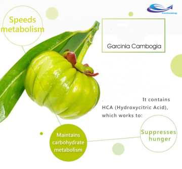 Low Price Pure Garcinia Cambogia Extract Powder