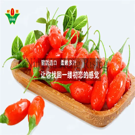 Organic tibetan plateau goji berries natural wolfberry