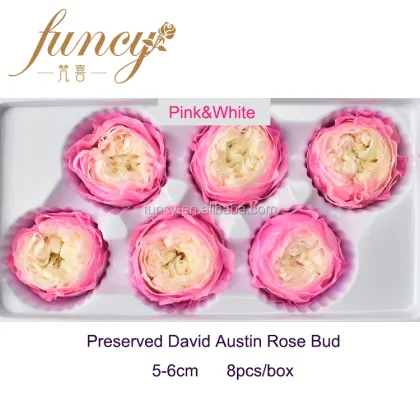 5-6 cm Natural Preserved David Austin Rose Flowers