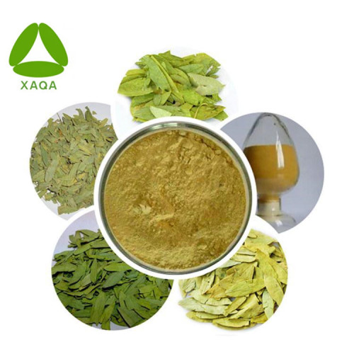 Semen Cassiae Extract Senna Leaf Extract Powder Natural Radix 10:1 Organic Manufactory